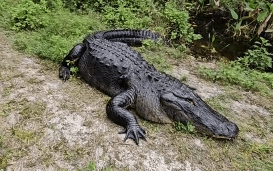 Casal flagra crocodilo gigante durante caminhada na Flórida; veja o registro 