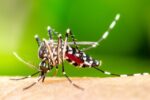 Como identificar o Aedes aegypti (mosquito da dengue)