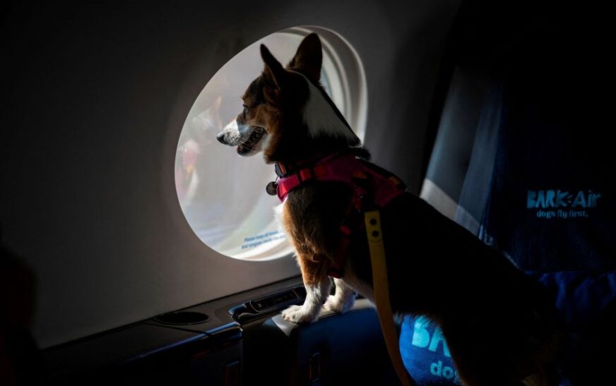 Companhia aérea de luxo quer que todos os cachorros voem na primeira classe