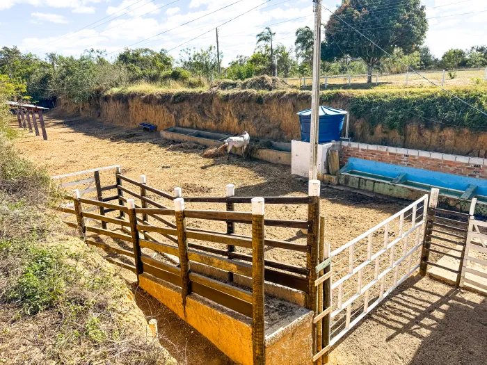 Coordenação de Posturas apreendeu mais de 500 animais de grande porte em vias da cidade no ano de 2025