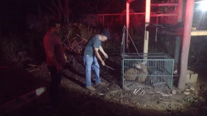 Raro na região, lobo-guará é resgatado pela Semma em sítio no loteamento Vila Elisa