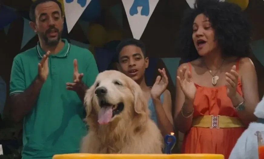 Golden retriever de filme baiano recebe menção honrosa em prêmio nacional