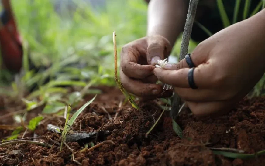 Governo da Bahia lança editais de R$ 16 milhões para plantas medicinais e turismo rural