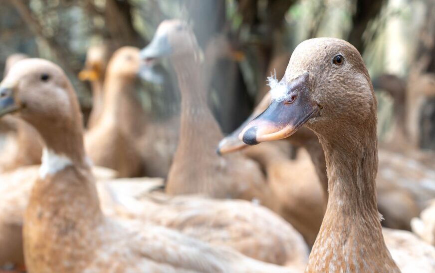 Entidades defendem projeto que proíbe alimentação forçada de animais